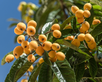 Sucesso nos anos 80 e 90, essa fruta pode ser plantada até em apartamento: TudoGostoso mostra o passo a passo