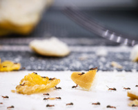 O segredo para eliminar formigas está no lixo da sua cozinha: aprenda esse truque simples e eficaz