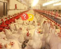 Gripe aviária no Brasil: é possível se contaminar comendo o frango? Saiba o que dizem os especialistas