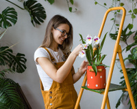 As melhores flores de dezembro para decorar a sua casa para o Natal e Réveillon