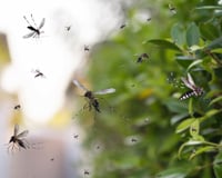 Os mosquitos fogem dessa planta como loucos, ela é um sucesso entre os jardineiros: salva as noites de verão na varanda, todo mundo deveria ter uma