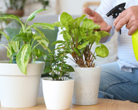Você está regando suas plantas do jeito certo? Veja o que mudar para que cresçam fortes e saudáveis