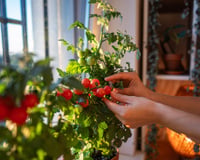 O segredo para ter tomates grandes e bonitos crescendo na sua horta está nas cascas de banana: um truque de jardineiro especialista!