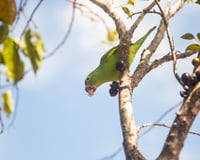Essa árvore frutífera foge completamente do comum: os frutos docinhos nascem direto no tronco e surpreendem quem vê pela primeira vez