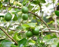 Especialistas em jardinagem concordam sobre os limoeiros: "Luz e água são essenciais para que produzam frutos."
