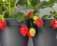 Palavra de horticultor: como cultivar morangos em casa para comer frutas suculentas o ano todo