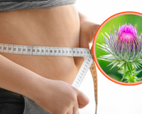 Estudo brasileiro revela que planta medicinal popular pode diminuir barriga e inflamações corporais