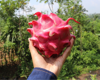 Já pensou em plantar pitaya em casa? Essa fruta rosa chama a atenção por onde passa e é muito fácil de ser cultivada