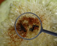 Com quantos anos você descobriu que existe uma fruta que não é 100% vegana?