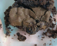 Brownie sem glúten e sem lactose