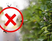 Nem citronela, nem capim-limão: essas duas plantas vão afastar os mosquitos e ainda perfumar a sua casa