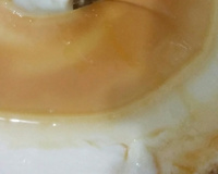 Pudim de Maria mole com Calda de Caramelo