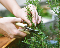 Plantar alecrim nunca foi tão fácil desde que aprendi o segredo para a erva brilhar na minha horta