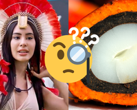 O que é tucumã, qual o sabor e o que significa? Entenda a gíria de Isabelle no BBB 24 em discussão com Bin Laden