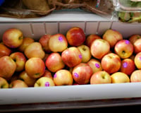Suas maçãs ficam murchas na geladeira? TudoGostoso revela o jeito certo de armazenar a fruta para mantê-la crocante