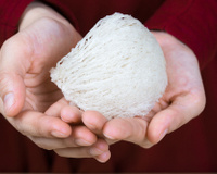 Ninho de passarinho comestível: uma diferente iguaria chinesa