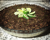 Mousse trufado de limão