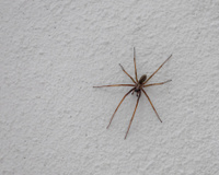 Cuidado com a infestação de aranhas: essas são as melhores dicas para mantê-las afastadas de casa e ter um ambiente mais seguro