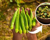 Da horta direto para a cozinha: plantar quiabo em casa é mais fácil do que você pensa!