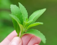 Folha que adoça 300 vezes mais que o açúcar sem calorias é fácil de cultivar e cresce em qualquer cantinho da sua casa