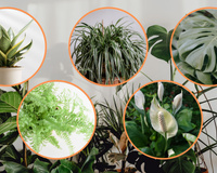 8 plantas que adoram sombra e muito fáceis de cuidar para ter em casa