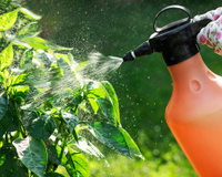 Um jardineiro me ensinou mas eu não quis acreditar: o truque de borrifar água com bicarbonato de sódio nas folhas do limoeiro