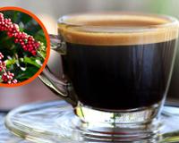 Nada de adeus ao café: o que os produtores brasileiros estão fazendo para salvar o seu cafezinho das mudanças climáticas e do calor excessivo