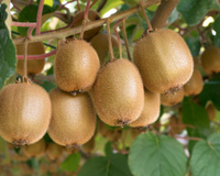 Essa fruta pode trazer diversos benefícios para o cérebro por ser rica em colágeno