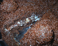 Bolo de prestígio super fofinho