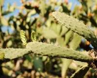 Cactos: uma solução para a fome no mundo?