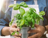 O manjericão cresce com mais vigor e produz folhas mais saborosas se você fizer este truque simples uma vez por semana