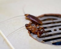 Barata não entra pelo ralo do banheiro: verdade ou mito? Saiba exatamente o que fazer para se proteger do inseto