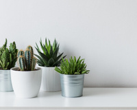 Como cuidar de cactos: confira as dicas do TudoGostoso