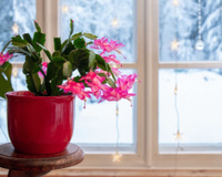 Como podar um cacto de Natal para que ele viva por décadas, com dicas de horticultores