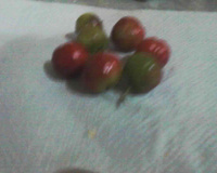 Gelado de frutas light