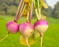 O vegetal esquecido no Brasil que é poderoso para a saúde: conheça os benefícios do nabo e como cozinhar