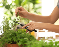 Inclua essa folha na alimentação diária para regular o colesterol: conheça os benefícios e propriedades medicinais desse simples ingrediente