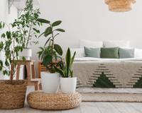 As melhores plantas para ter no quarto do casal: elas ajudam a dormir melhor e ainda decoram o ambiente