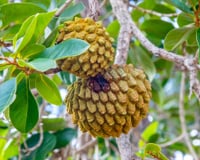 Não é a jaca, nem a graviola: fruta do Cerrado rica em vitamina C impressiona pela riqueza em antioxidantes e já virou até Patrimônio Cultural