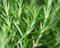 A melhor erva aromática para o fígado: reduz o inchaço e ativa a desintoxicação