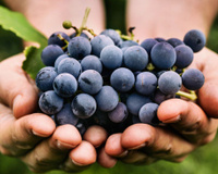 Com benefícios além do vinho, a uva é uma amiga poderosa do seu coração