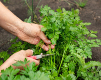 Nunca mais tive que comprar coentro no mercado depois que descobri essas dicas para cultivar em casa