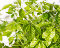 Os Estados Unidos consideram essa planta uma "erva da longevidade" melhor do que o chá verde e tão nutritiva quanto o ginseng (O Vietnã cultiva essa planta em grande quantidade!)