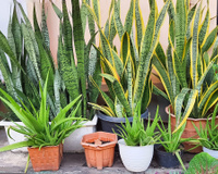 Espada-de-São-Jorge: 5 lugares que parecem bons, mas são péssimos para a planta