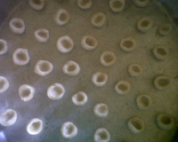 Delicinha de goiabada