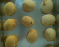 Pão de queijo com massa de batata