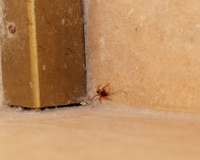 5 maneiras de se livrar de aranhas usando itens domésticos: fáceis, eficazes e sem produtos químicos