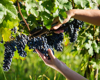 Como o vinho é feito: confira as etapas de produção