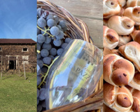 Vinícola na Serra Gaúcha tem videira com mais de 100 anos, pão colonial e cenário de filme indicado ao Oscar