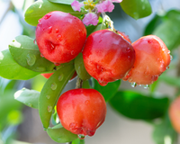 Fruta conhecida como "ouro natural" é uma das mais fáceis de plantar: veja as dicas do TudoGostoso para ter seu quintal recheado delas